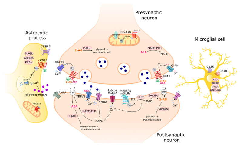 PMC10648052 – ijms-24-15829-f002