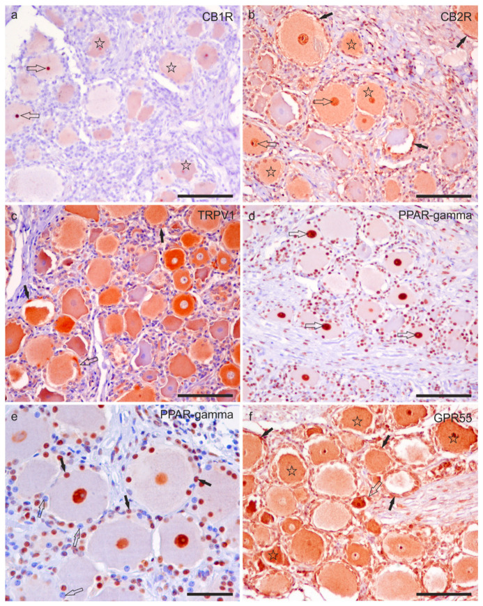 PMC10648827 – ijms-24-15949-f004