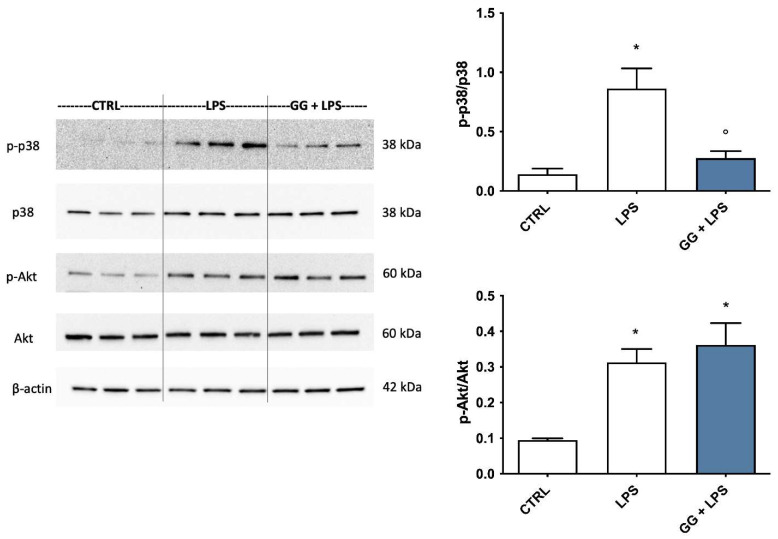 PMC10706820 – ijms-24-16601-f007