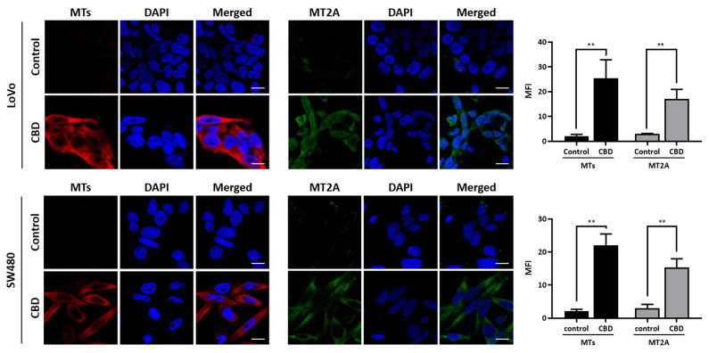 PMC10705991 – ijms-24-16621-f004