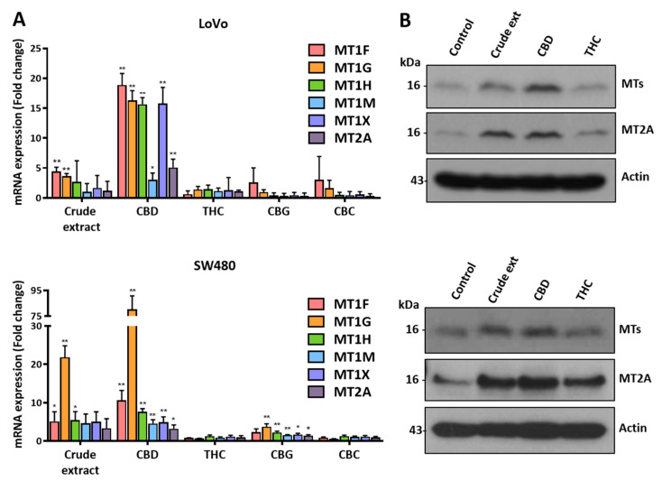 PMC10705991 – ijms-24-16621-f005