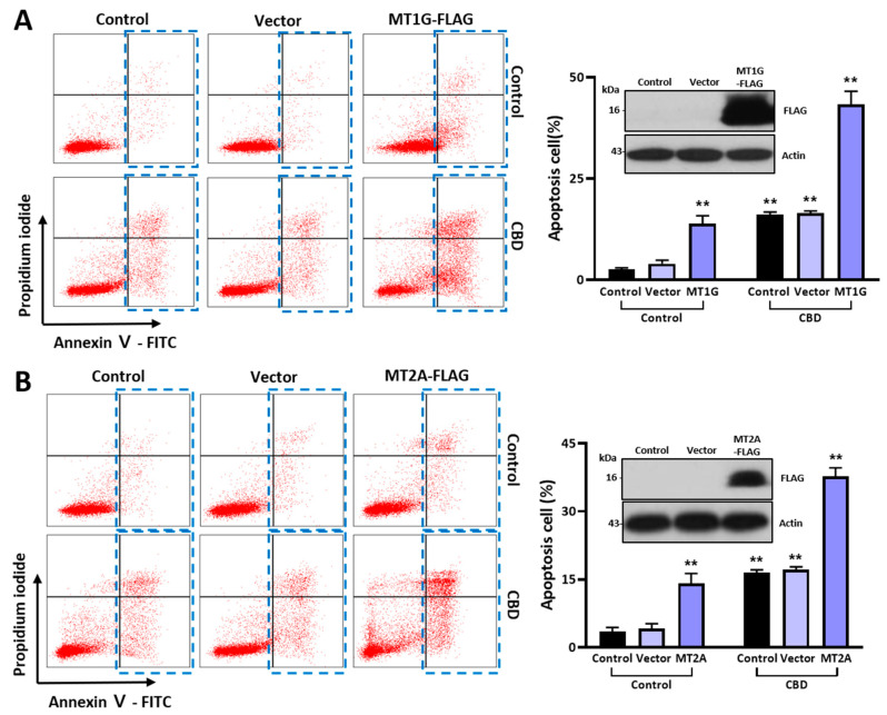 PMC10705991 – ijms-24-16621-f006