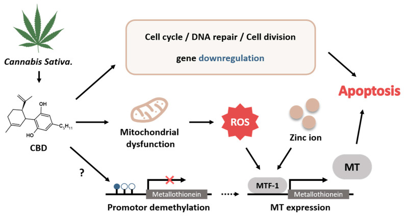 PMC10705991 – ijms-24-16621-f008