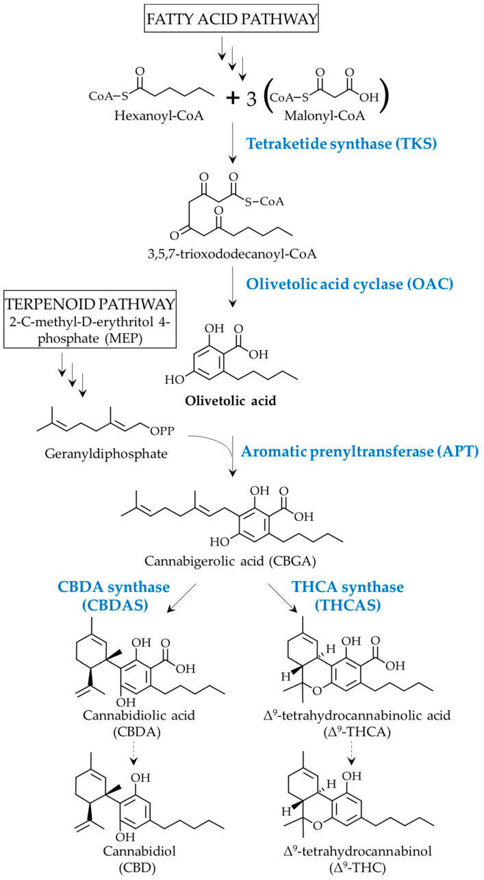 PMC10706280 – ijms-24-16624-f001