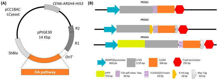 PMC10706280 – ijms-24-16624-f002