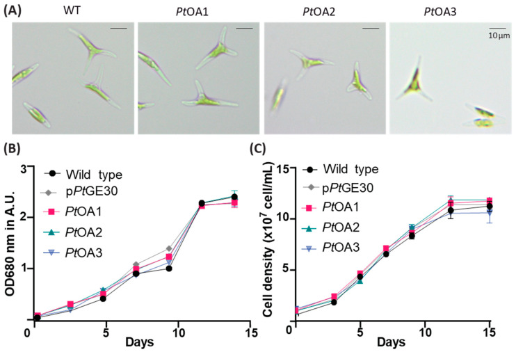 PMC10706280 – ijms-24-16624-f003