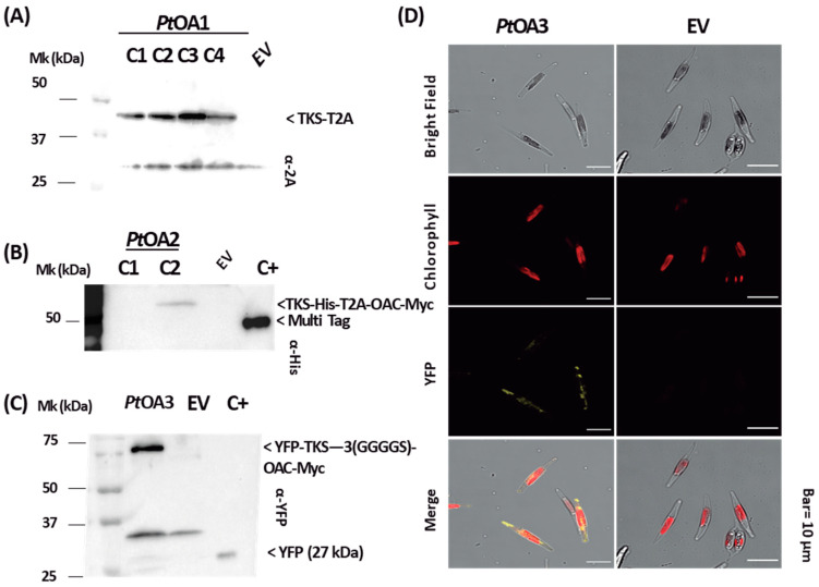 PMC10706280 – ijms-24-16624-f005