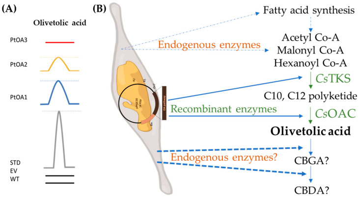 PMC10706280 – ijms-24-16624-f006