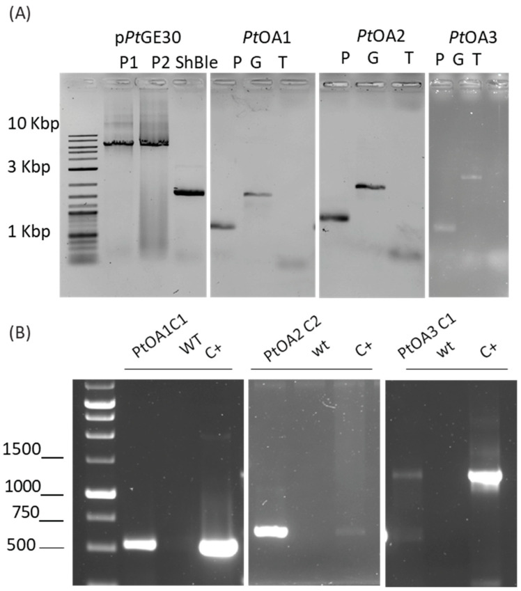 PMC10706280 – ijms-24-16624-f0A1
