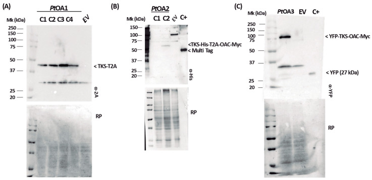 PMC10706280 – ijms-24-16624-f0A2