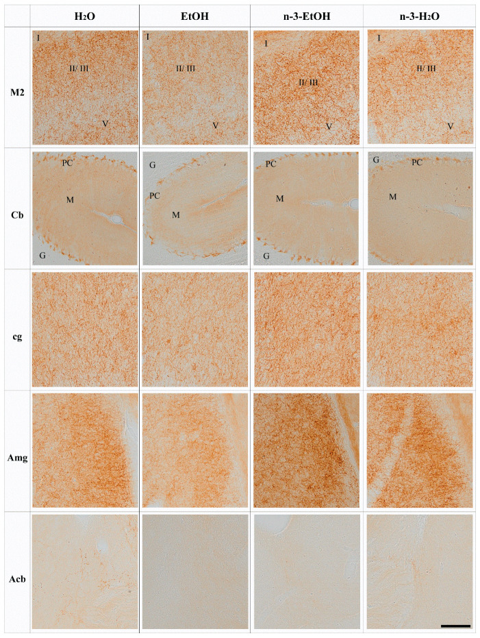 PMC10744058 – ijms-24-17316-f002