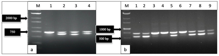 PMC10779078 – ijms-25-00014-f002