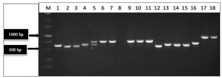 PMC10779078 – ijms-25-00014-f003