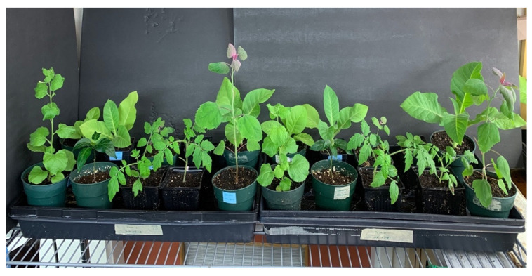 PMC10779078 – ijms-25-00014-f006