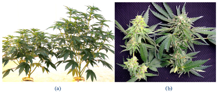 PMC10779078 – ijms-25-00014-f008