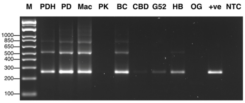 PMC10779078 – ijms-25-00014-f009