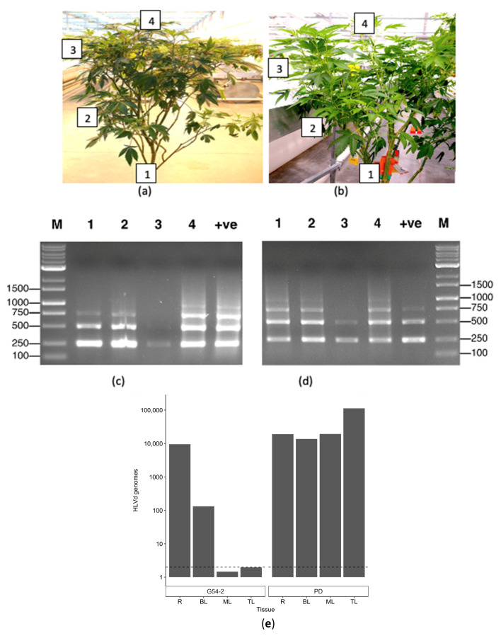 PMC10779078 – ijms-25-00014-f014