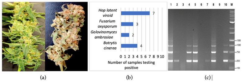 PMC10779078 – ijms-25-00014-f017