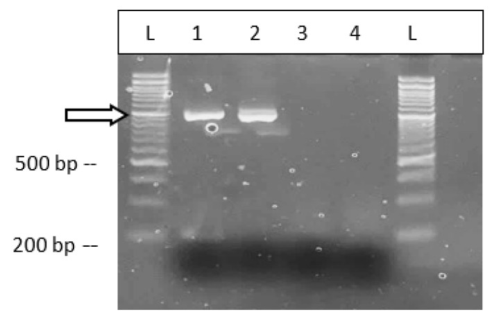 PMC10779078 – ijms-25-00014-f020