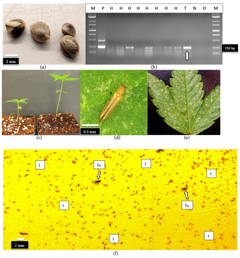 PMC10779078 – ijms-25-00014-f024