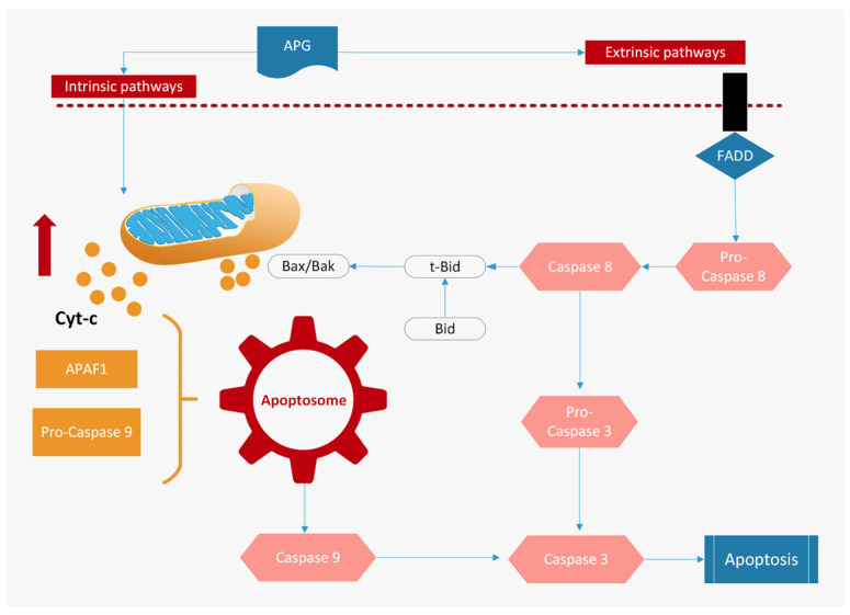 PMC10778966 – ijms-25-00251-f003