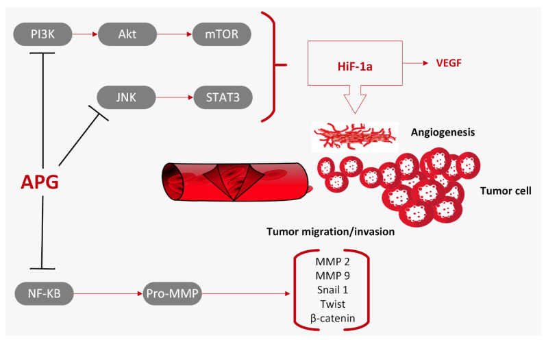PMC10778966 – ijms-25-00251-f005