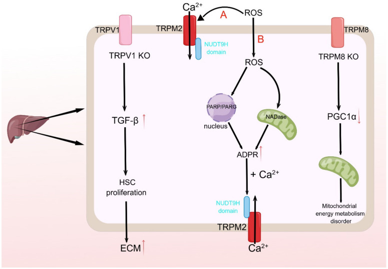 PMC10815096 – ijms-25-00692-f003