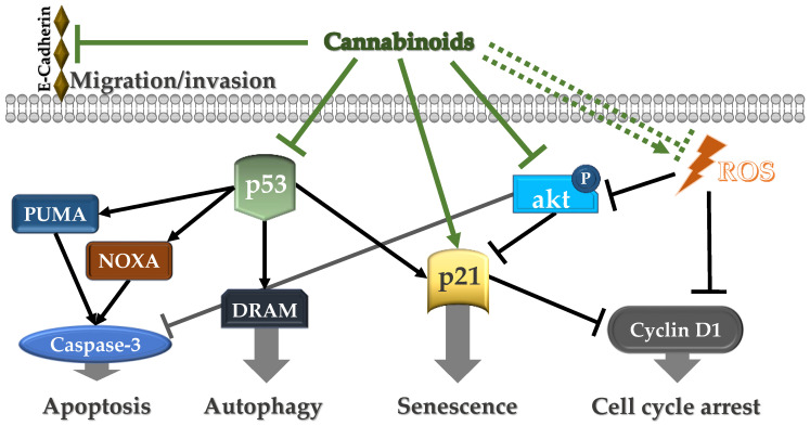 PMC10815457 – ijms-25-00969-f001