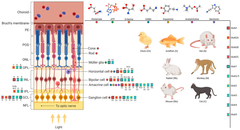 PMC10817105 – ijms-25-01120-f001
