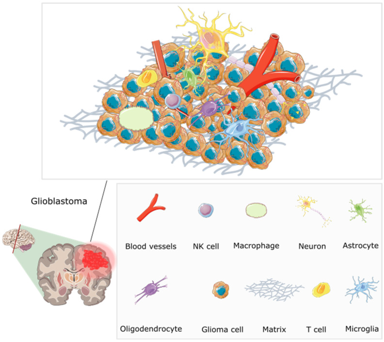 PMC10855826 – ijms-25-01371-f003