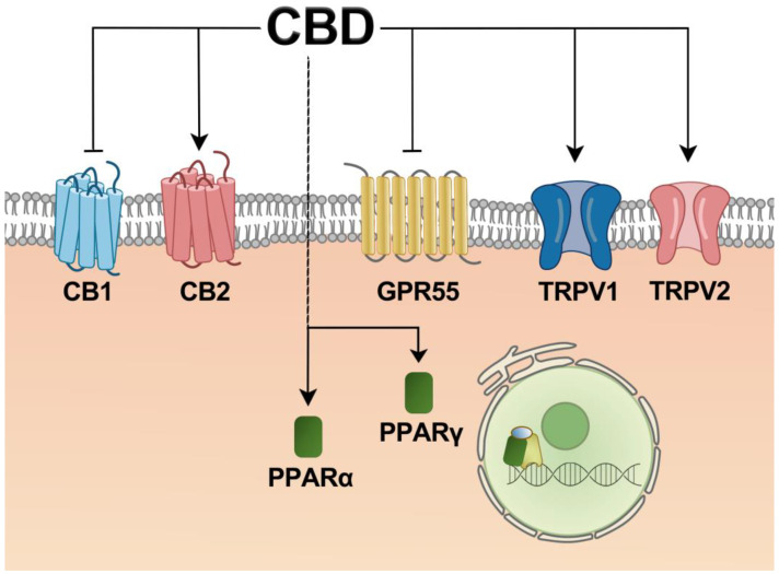 PMC10888697 – ijms-25-02370-f002