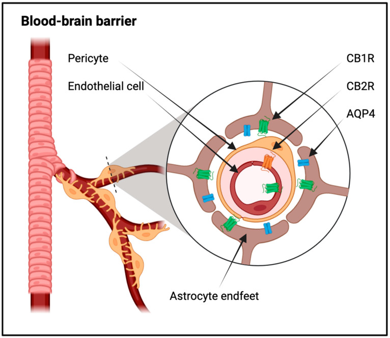 PMC10970053 – ijms-25-03160-f002