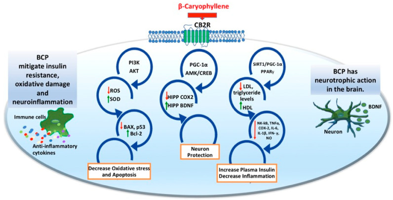 PMC10970213 – ijms-25-03203-f001