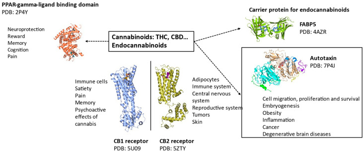 PMC10970320 – ijms-25-03212-f004