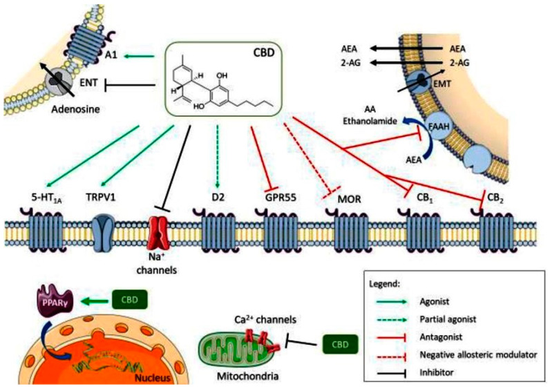 PMC11050509 – ijms-25-04204-f002