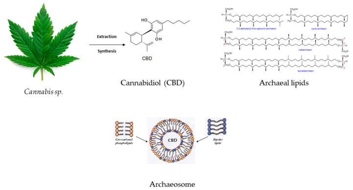 PMC11050509 – ijms-25-04204-f004