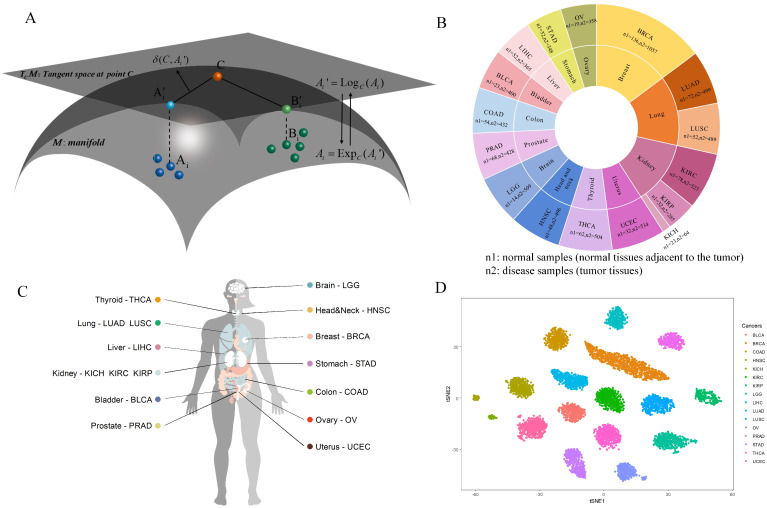 PMC11050713 – ijms-25-04411-f004