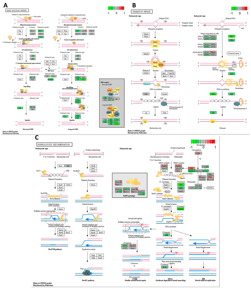 PMC11050262 – ijms-25-04439-f008