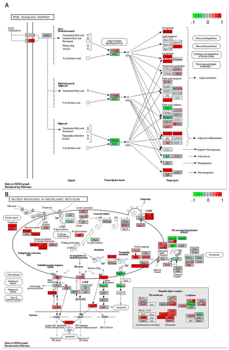 PMC11050262 – ijms-25-04439-f010