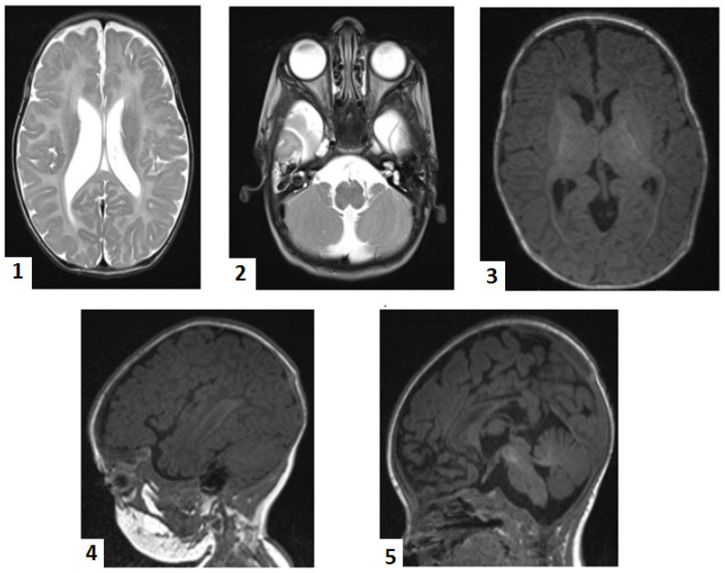 PMC11084724 – ijms-25-04924-f001