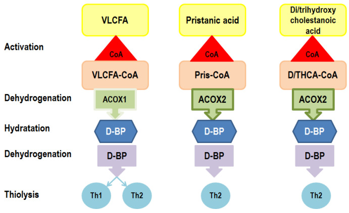PMC11084724 – ijms-25-04924-f003