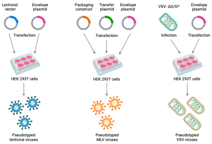 PMC11121416 – ijms-25-05188-f001