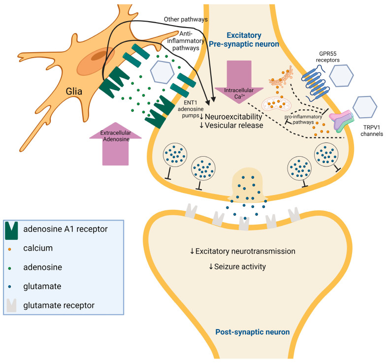 PMC11171823 – ijms-25-05749-f005