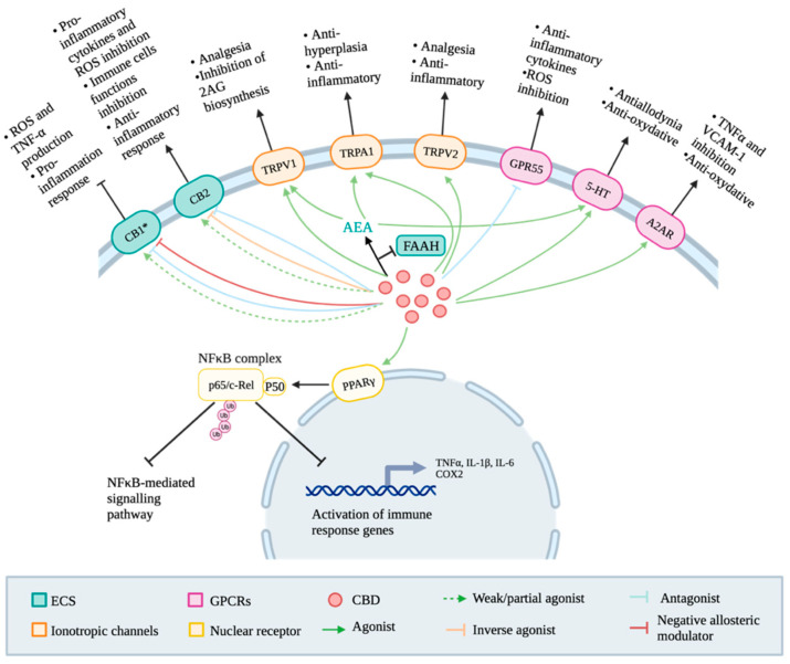 PMC11172078 – ijms-25-05858-f003