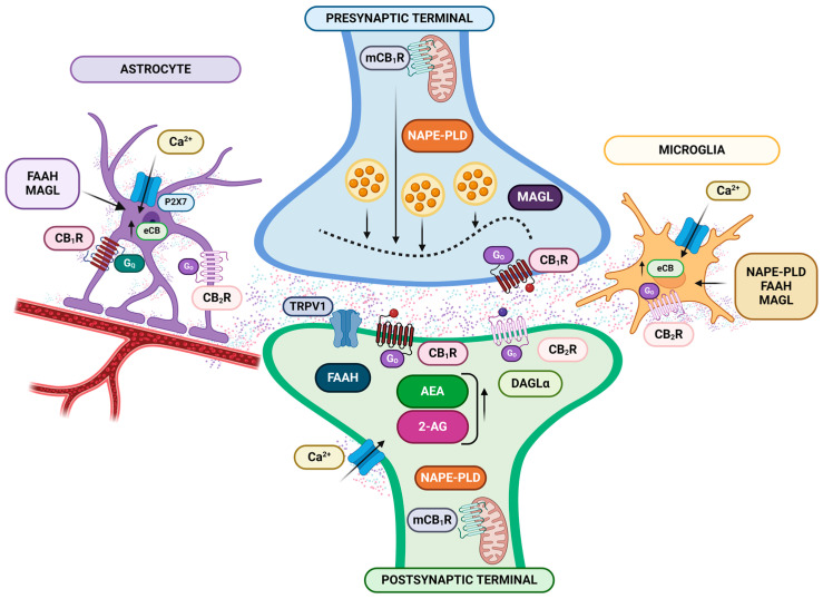 PMC11172912 – ijms-25-06268-f003