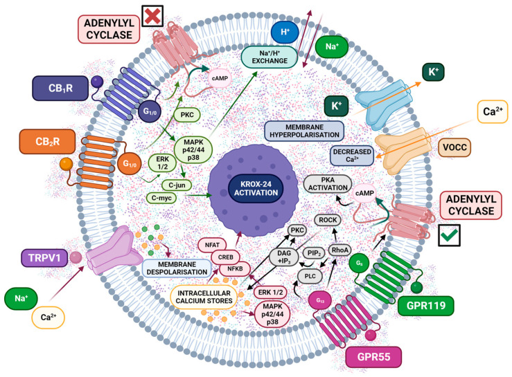 PMC11172912 – ijms-25-06268-f004