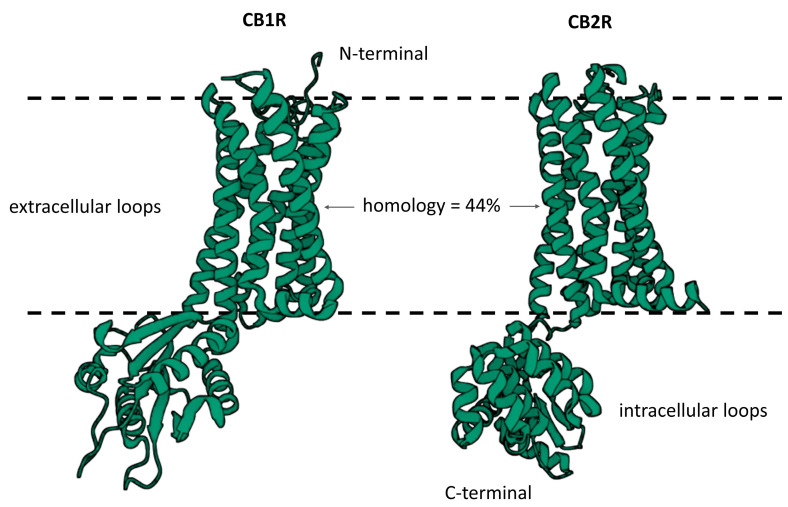 PMC11203611 – ijms-25-06682-f001