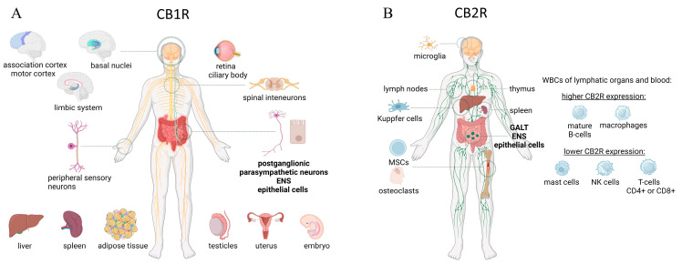 PMC11203611 – ijms-25-06682-f002