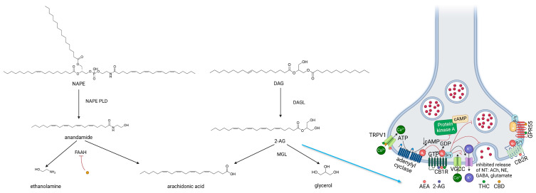 PMC11203611 – ijms-25-06682-f004