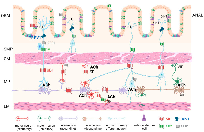 PMC11203611 – ijms-25-06682-f005
